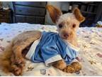 Adopt Amos a Yorkshire Terrier