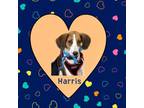Adopt Harris a Foxhound, Greyhound
