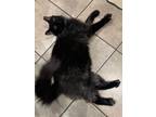 Adopt Truffle a Norwegian Forest Cat