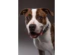 Adopt Tico a Boxer, Pit Bull Terrier