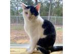 Adopt FLAME (Neutered!) a American Shorthair