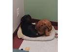 Adopt Tex and Ranger a Labrador Retriever