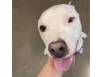 Adopt Perry a Pit Bull Terrier
