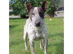 Adopt Ryder ***Guardian Angel*** a Cattle Dog, Bull Terrier