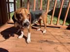 Adopt OAKLEYHOUSETRAINED, LOVES HIS CHILDREN, VERY SWEET PUREBRED BEAGLE