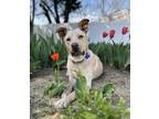 Adopt Rhett Butler a Labrador Retriever, Siberian Husky