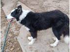 Adopt Bo Jangles #1074 a Border Collie