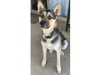 Adopt Tuck a German Shepherd Dog