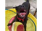 Adopt Rumours a Black Labrador Retriever, American Staffordshire Terrier