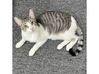 Adopt Tony a Tabby, Domestic Short Hair