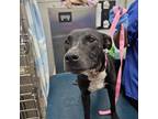 Adopt Buzz a Labrador Retriever