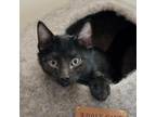 Adopt Tarzan a American Shorthair