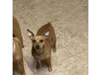 Adopt Toby a Chiweenie