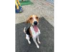 Adopt Igor a Foxhound