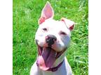 Adopt SARGE a American Staffordshire Terrier