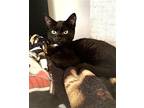 KITTEN 9 LIVES KELLY Domestic Shorthair Kitten Female