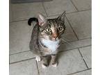 Shayla - In Foster Domestic Shorthair Adult Female
