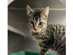 Peggy Day Domestic Shorthair Kitten Female