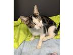 Babette (young adult) Domestic Shorthair Young Female