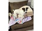 Ricky Bobby in Kansas City Jack Russell Terrier Puppy Male