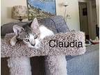 Boots & Claudia (rachel) Tabby Kitten Male