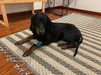 Opal Black and Tan Coonhound Adult Female