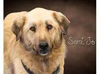 Sami Jo Anatolian Shepherd Adult Female