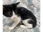 Bridget Domestic Shorthair Kitten Female