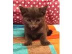 KITTEN GRAYCIE Domestic Mediumhair Kitten Female