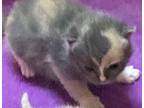 Pebbles Domestic Shorthair Kitten Female