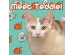 Teddie Calico Adult Female