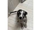 Max Catahoula Leopard Dog Young Male