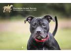67569A Teensy American Staffordshire Terrier Adult Male
