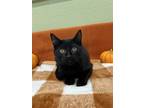 Ranie Domestic Shorthair Kitten Male