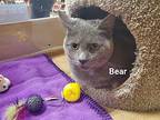 Bear Domestic Shorthair Adult Male