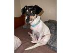 Garnet $475 Rat Terrier Young Female