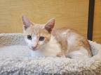 Haku Domestic Shorthair Kitten Male