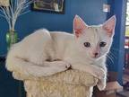 Betty White Domestic Shorthair Kitten Female