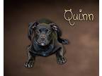 Quinn Puppy Male