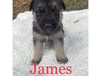 James Labrador Retriever Puppy Male