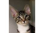 Torben Domestic Shorthair Kitten Male