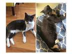 Shadow & Peanut Domestic Shorthair Senior Male