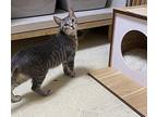 Rory Domestic Shorthair Kitten Female