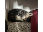 Hermes Domestic Shorthair Kitten Male