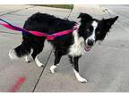 Colleen $475 Border Collie Young Female