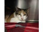 Ramona Domestic Shorthair Young Female