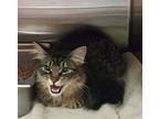 Mo (Mew) Domestic Longhair Young Male