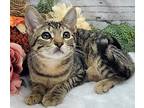 Fern Domestic Shorthair Kitten Female