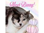 Bunny Domestic Shorthair Adult Female