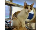 Nutmeg Domestic Shorthair Adult Female